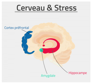 Cerveau et stress