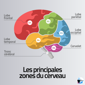 Schéma représentant les principales zones du cerveau
