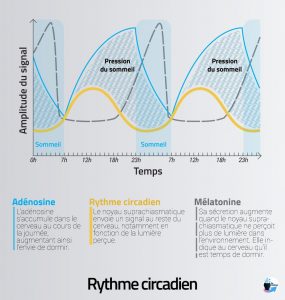 Représentation graphique du rythme circadien
