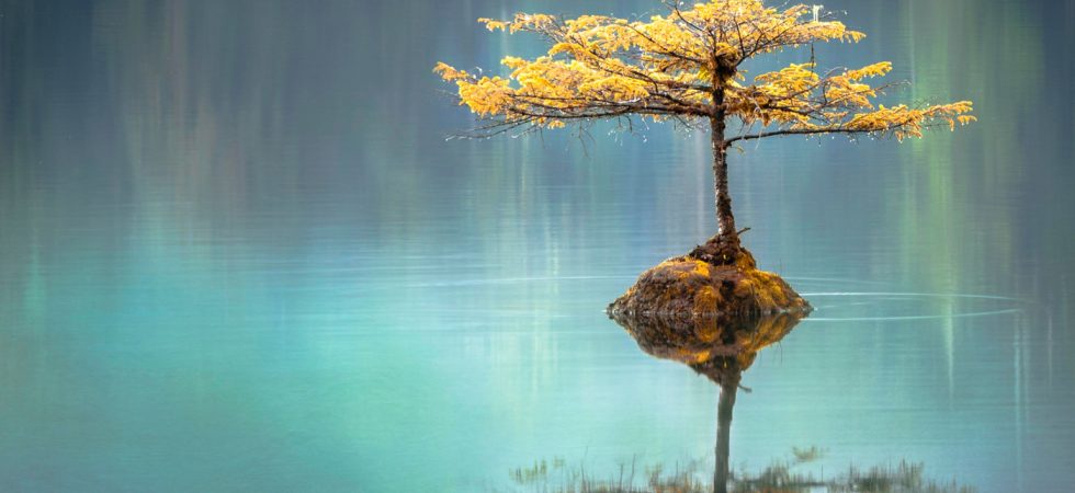 Ilot avec un arbre au milieu d'un lac