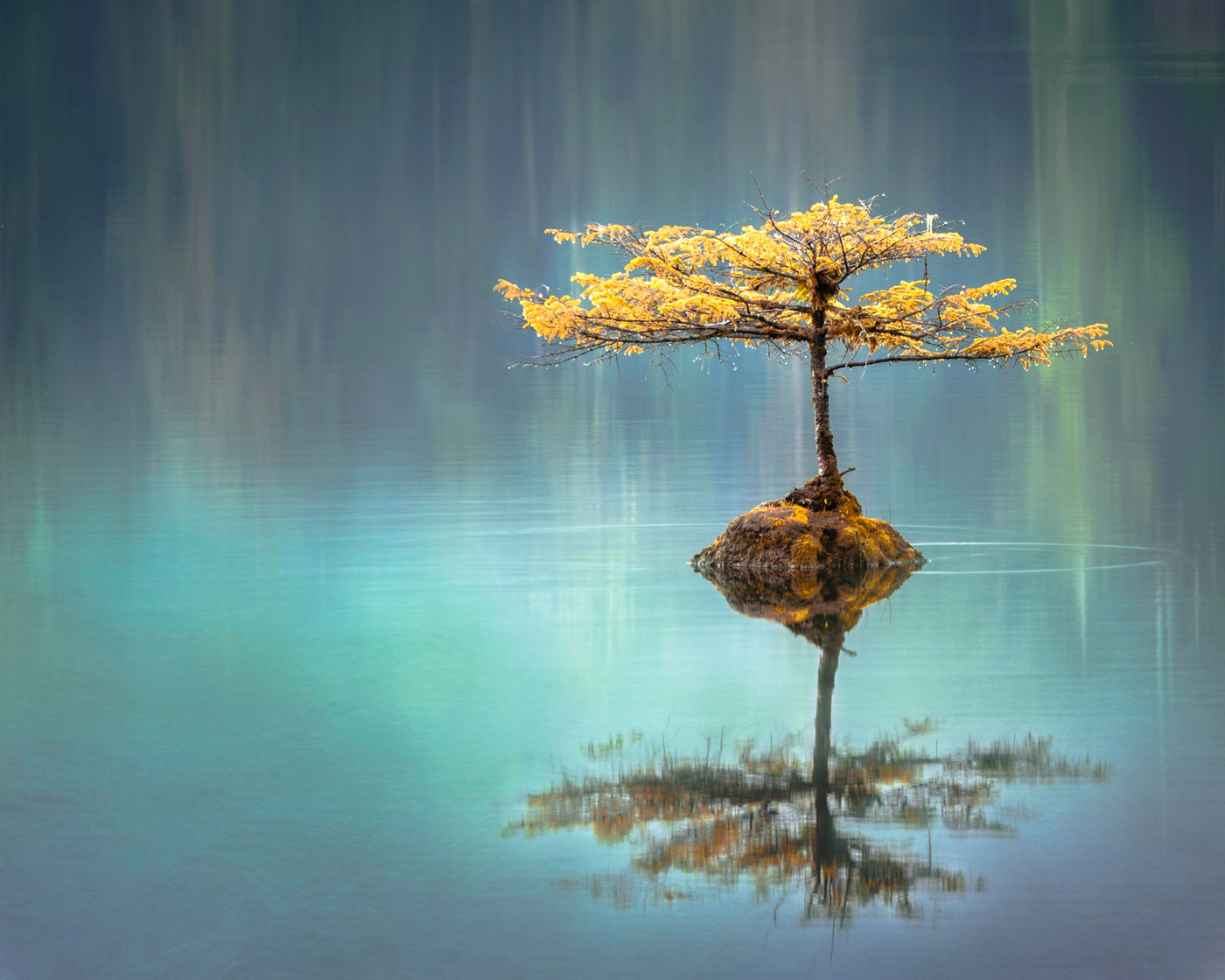 Ilot avec un arbre au milieu d'un lac