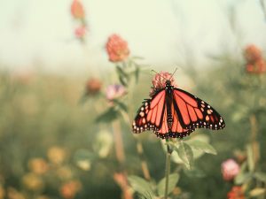 Papillon dans un champ de fleur