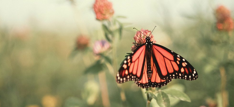 Papillon dans un champ de fleur